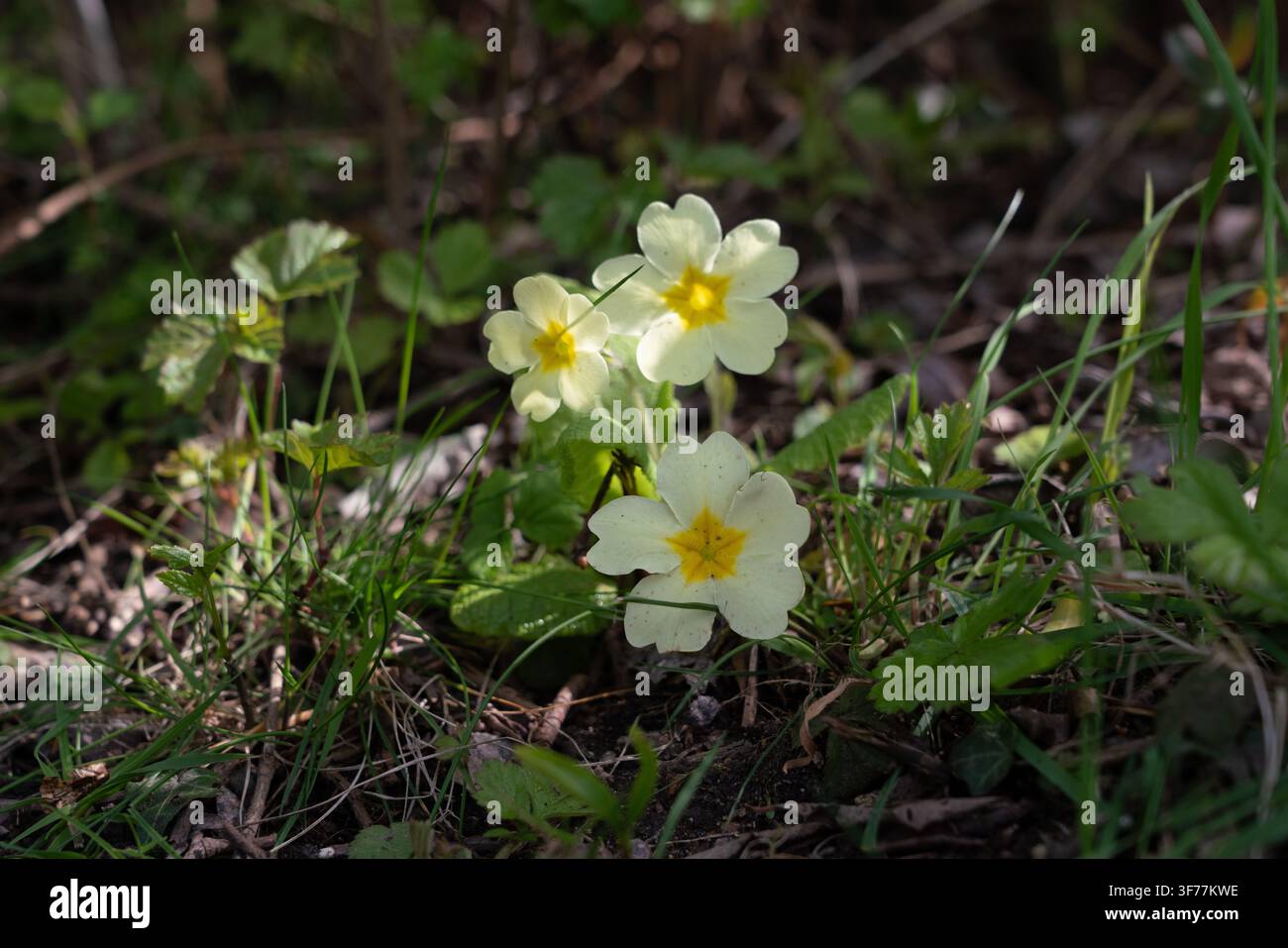 Primule gialle fioriscono lungo una strada di campagna rurale, segnalando l'arrivo della primavera nel loro habitat naturale. Nessun punto di riferimento identificabile visibile. Foto Stock