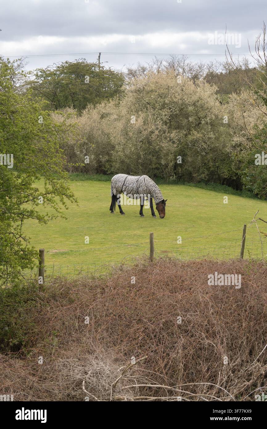 Pasceggiando nella campagna inglese, questo cavallo indossa una coperta anti-insetti a motivo zebrato per respingere scientificamente gli insetti pungenti. Foto Stock