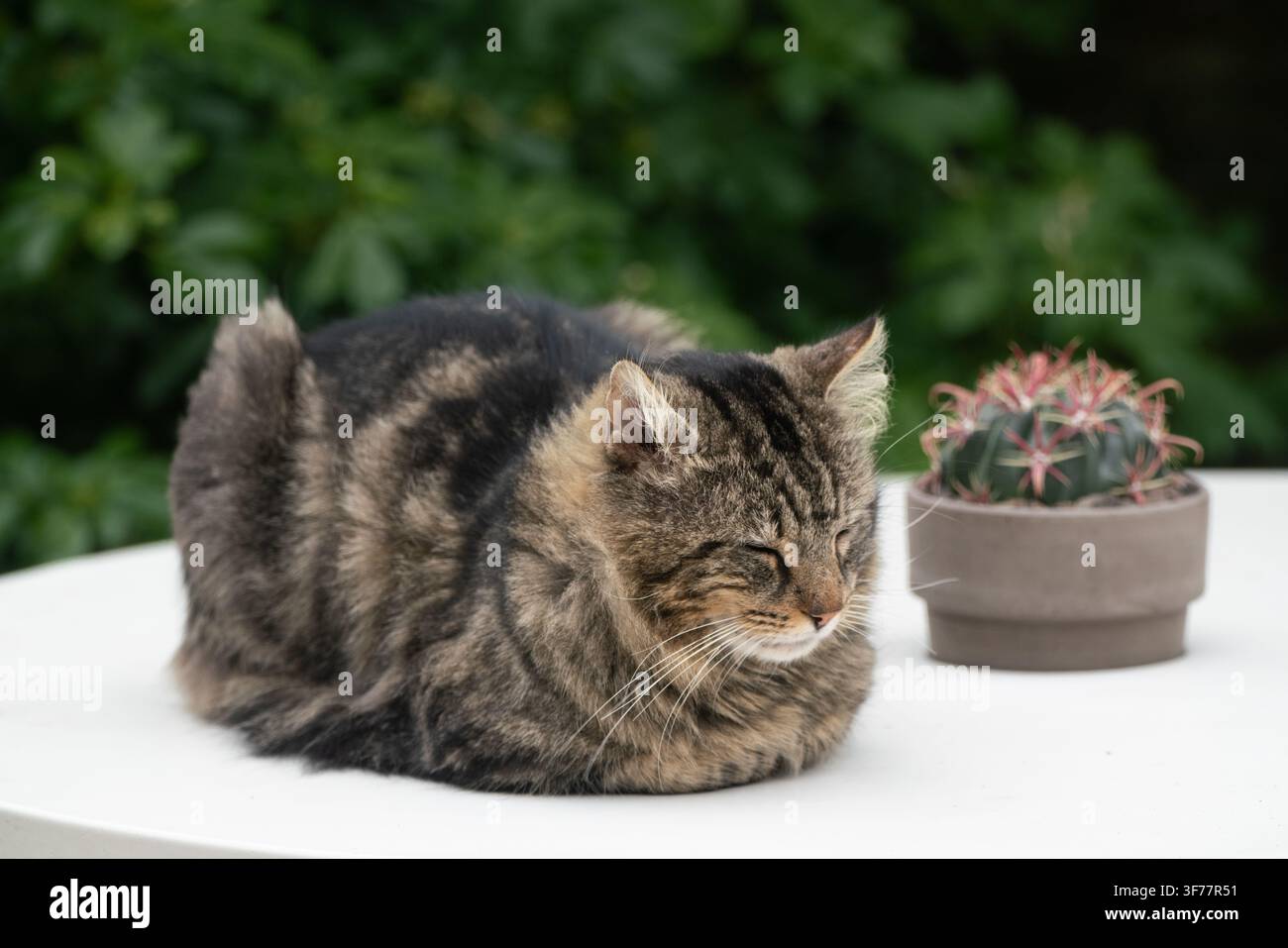 Un gatto tigrato e soffice fa una dormita su un tavolo da giardino accanto a un cactus in vaso in un cortile privato, godendosi una pausa silenziosa all'ombra all'aperto. Foto Stock
