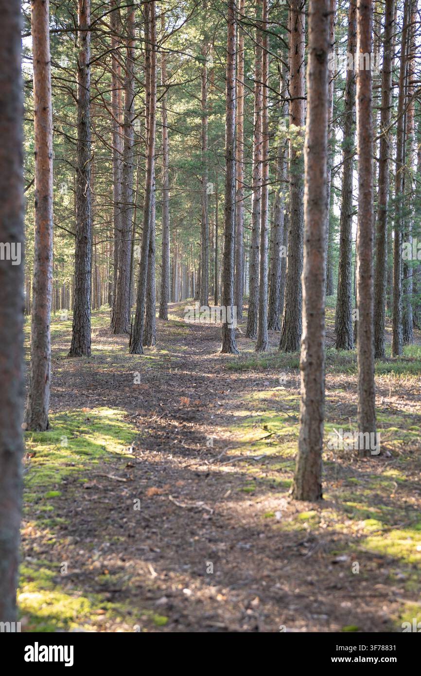 Camminata su un sentiero tra alte pinete attraverso una foresta estiva, sentiero boschivo con muschio verde Foto Stock
