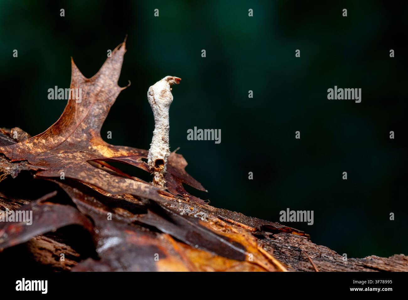 Probabilmente una specie di fungo entomopatogeno del genere Cordyceps – DuPont State Recreational Forest, vicino a Brevard, North Carolina, USA Foto Stock