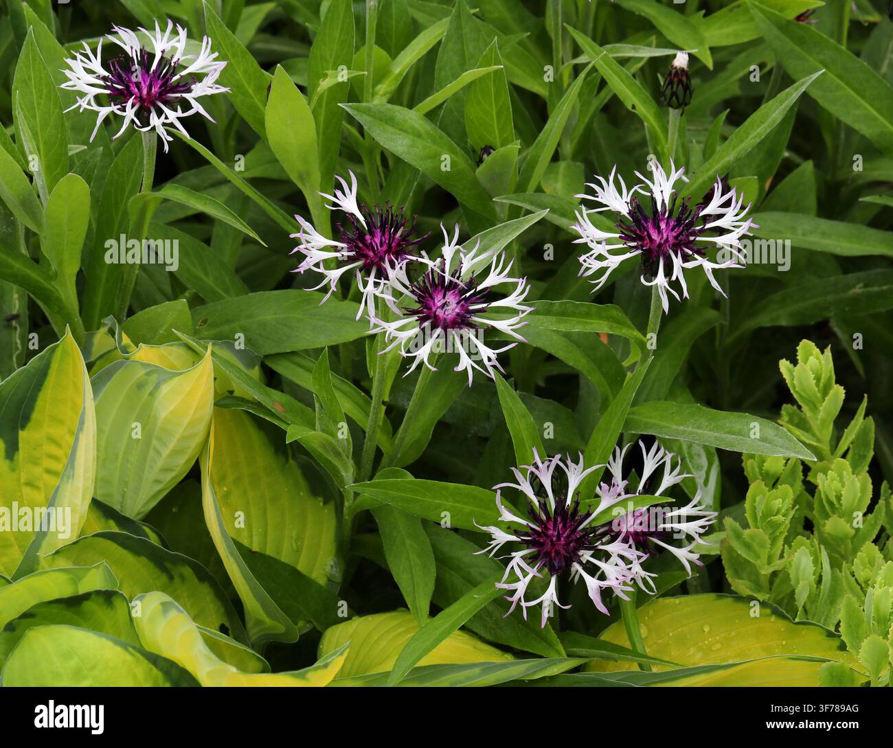 Fiordaliso delle montagne, Centaurea perenne, Centaurea montana o Fiordaliso perenne, Centaurea montana 'Purple Heart', Asteraceae. Foto Stock