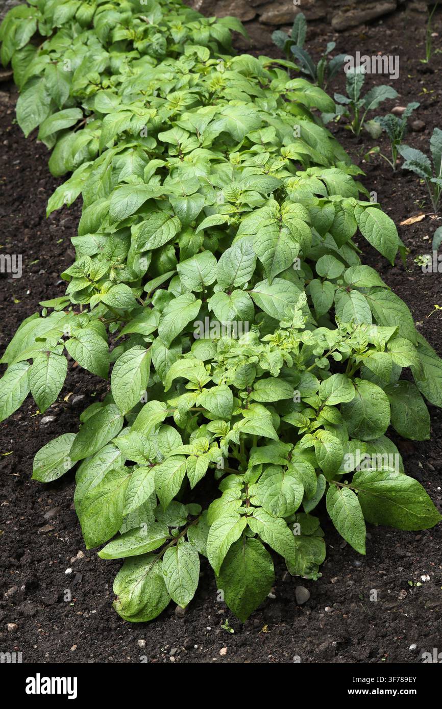 Una fila di patate Désirée in un giardino, Solanum tuberosum, Solanaceae. Scozia, Regno Unito. La patata Désirée è una varietà a buccia rossa di raccolto principale. Foto Stock