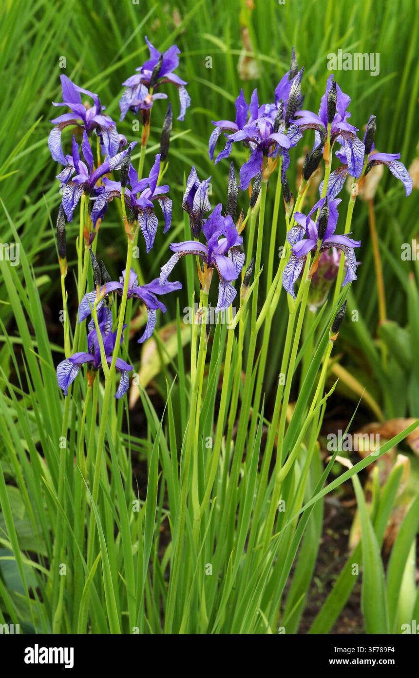Iris siberici o Bandiere siberiche, Iris sibirica, Iridaceae. Scozia, UK. Gli iris siberici (Iris sibirica) sono una specie di pianta fiorita. Foto Stock