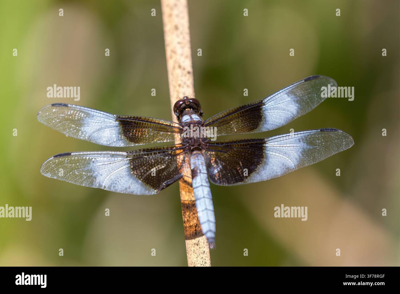 Libellula maschio di genere Widow Skimmer appollaiata su una canna secca. Foothills Nature Preserve, Contea di Santa Clara, California. Foto Stock