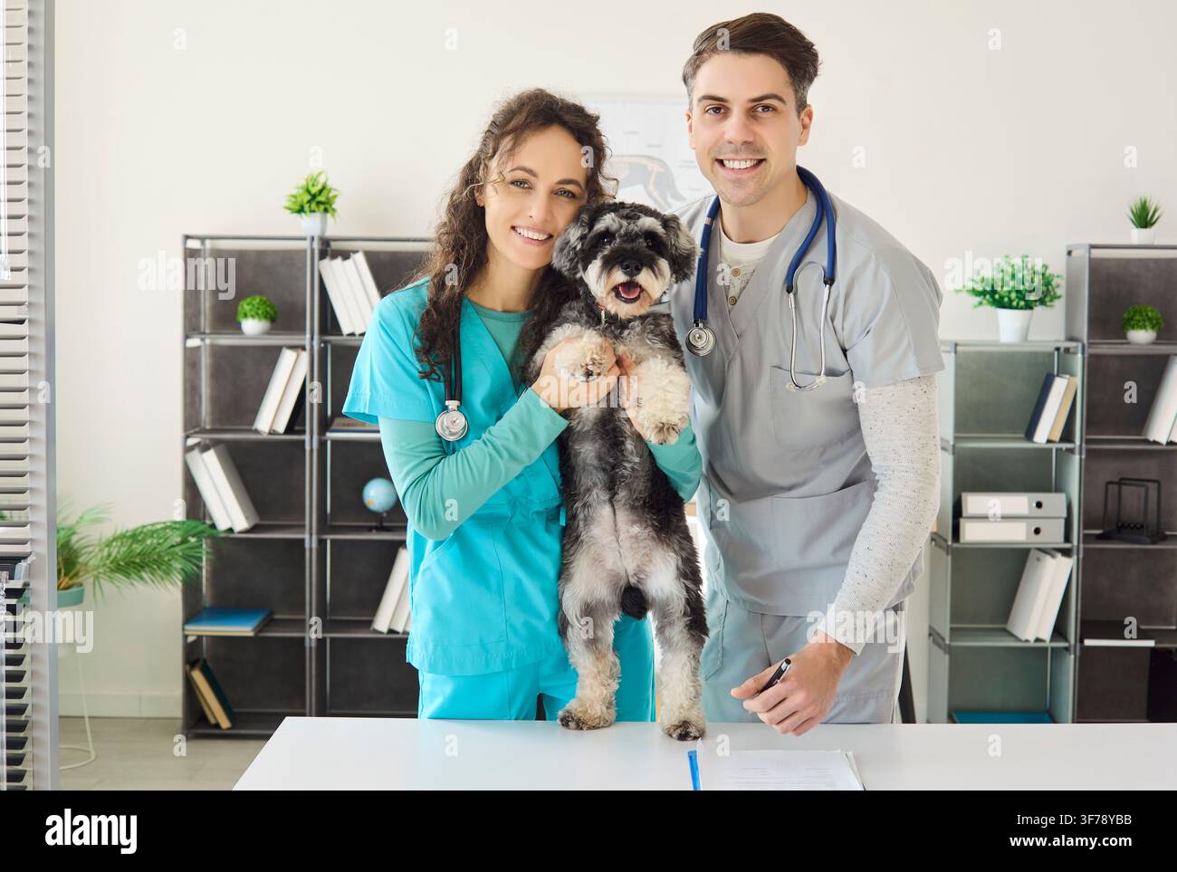 Veterinari felici con uno Schnauzer in miniatura che celebrano una visita di salute degli animali domestici riuscita Foto Stock