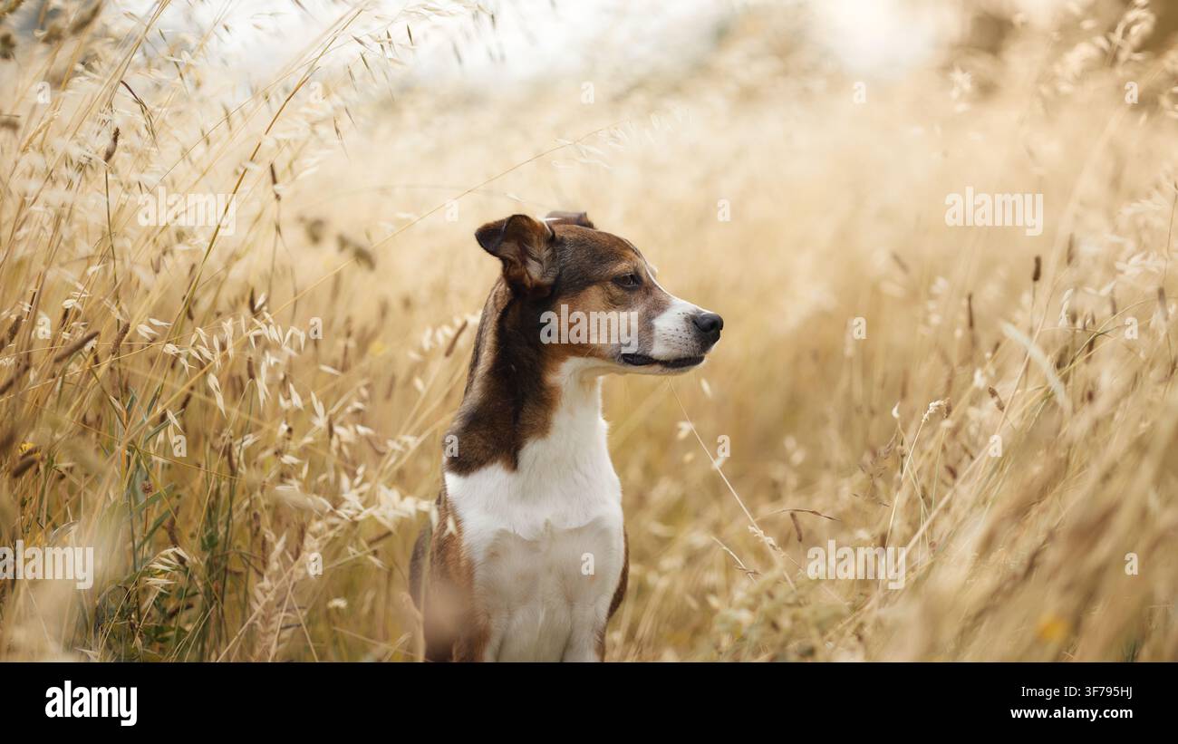 Cane attento guarda di lato mentre è in piedi tra le calde erbe dorate della campagna. Ritratto naturale estivo che combina un paesaggio rurale tranquillo con Foto Stock
