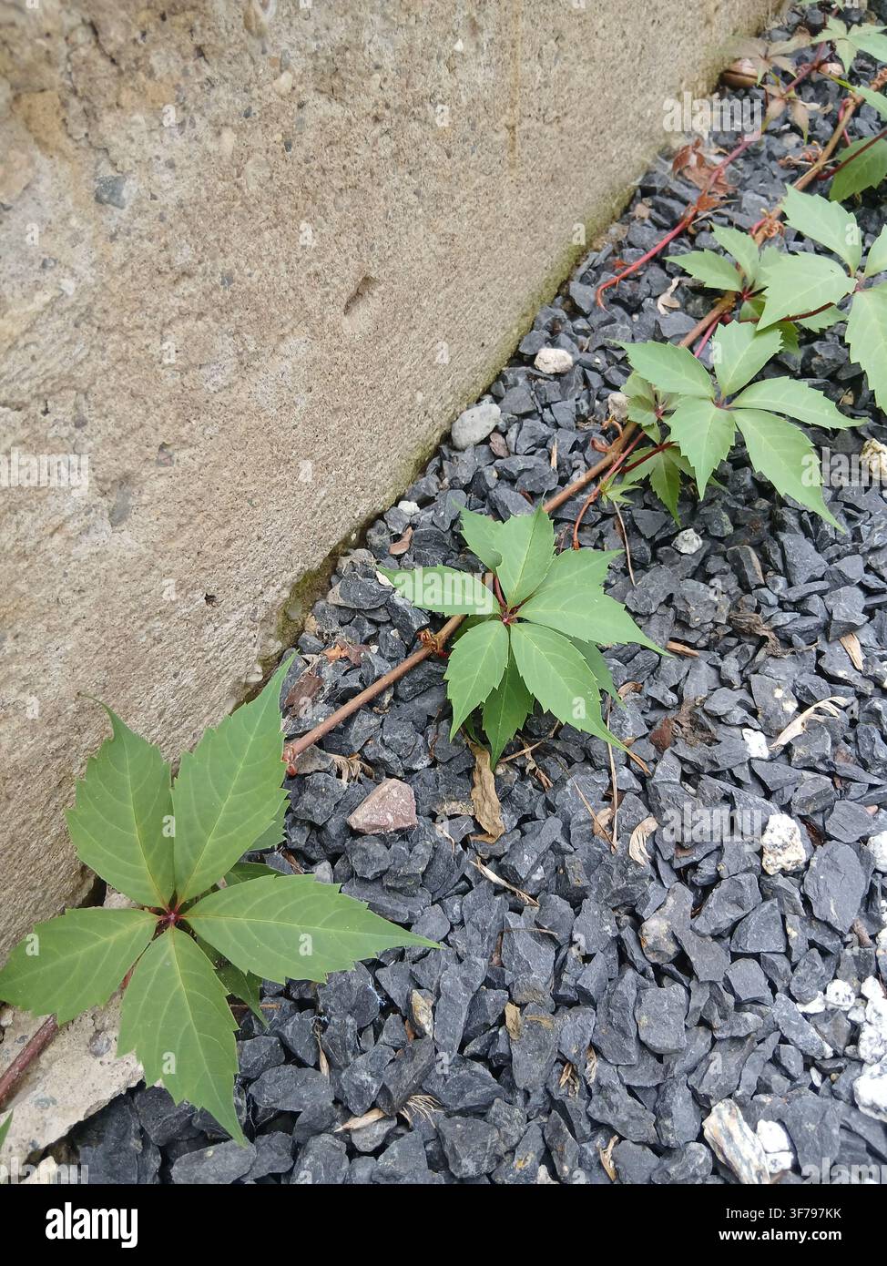 Foglie verdi di Parthenocissus inserta che crescono vicino a un muro di cemento e a ghiaia grigia. Parthenocissus a foglia spessa o falsa vite della Virginia. - Immagine stock catturata con smartphone