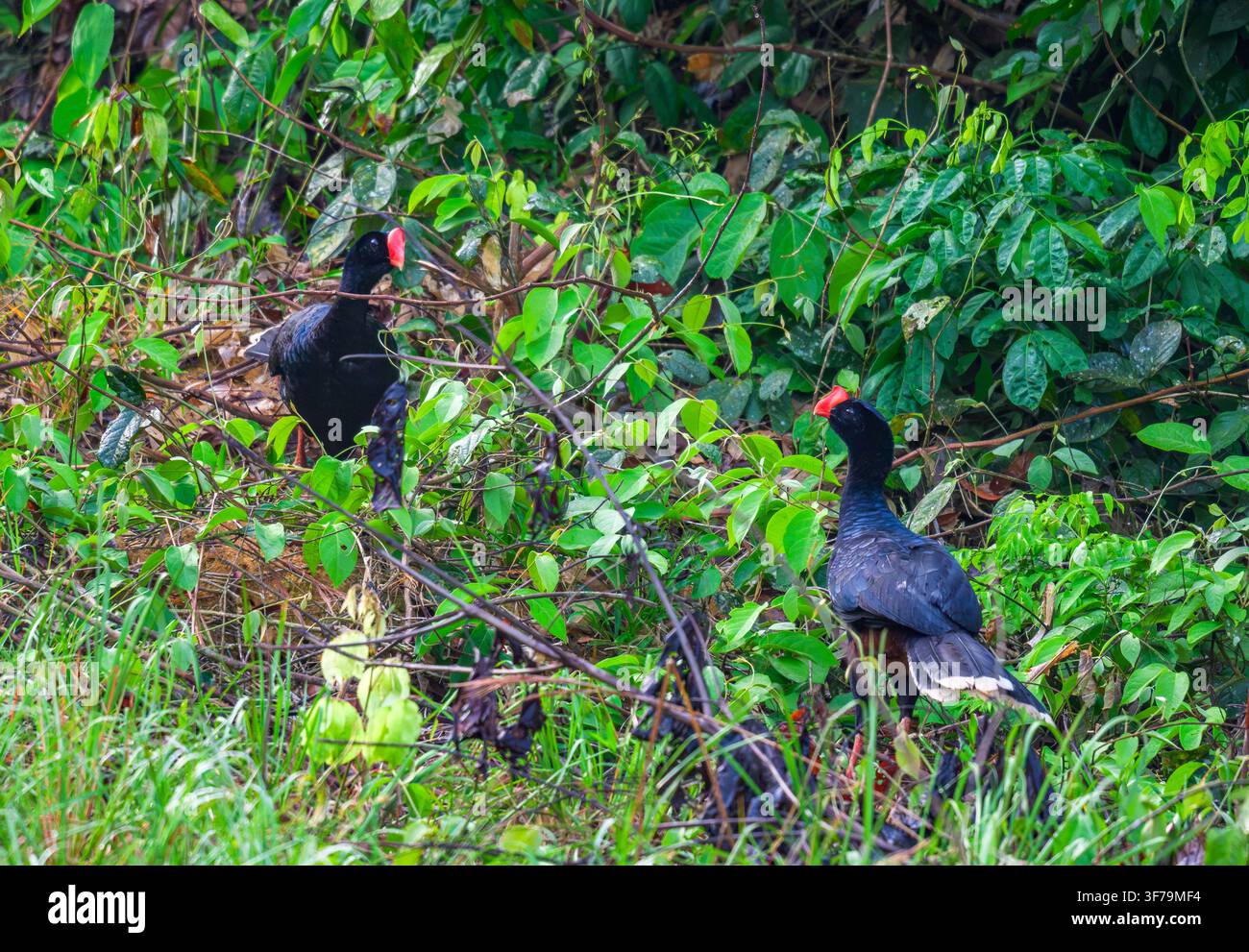 Una coppia di Tacazini dal becco a lama (Mitu tuberosum) in cerca di cibo nella foresta. Amazonas, Brasile. Foto Stock