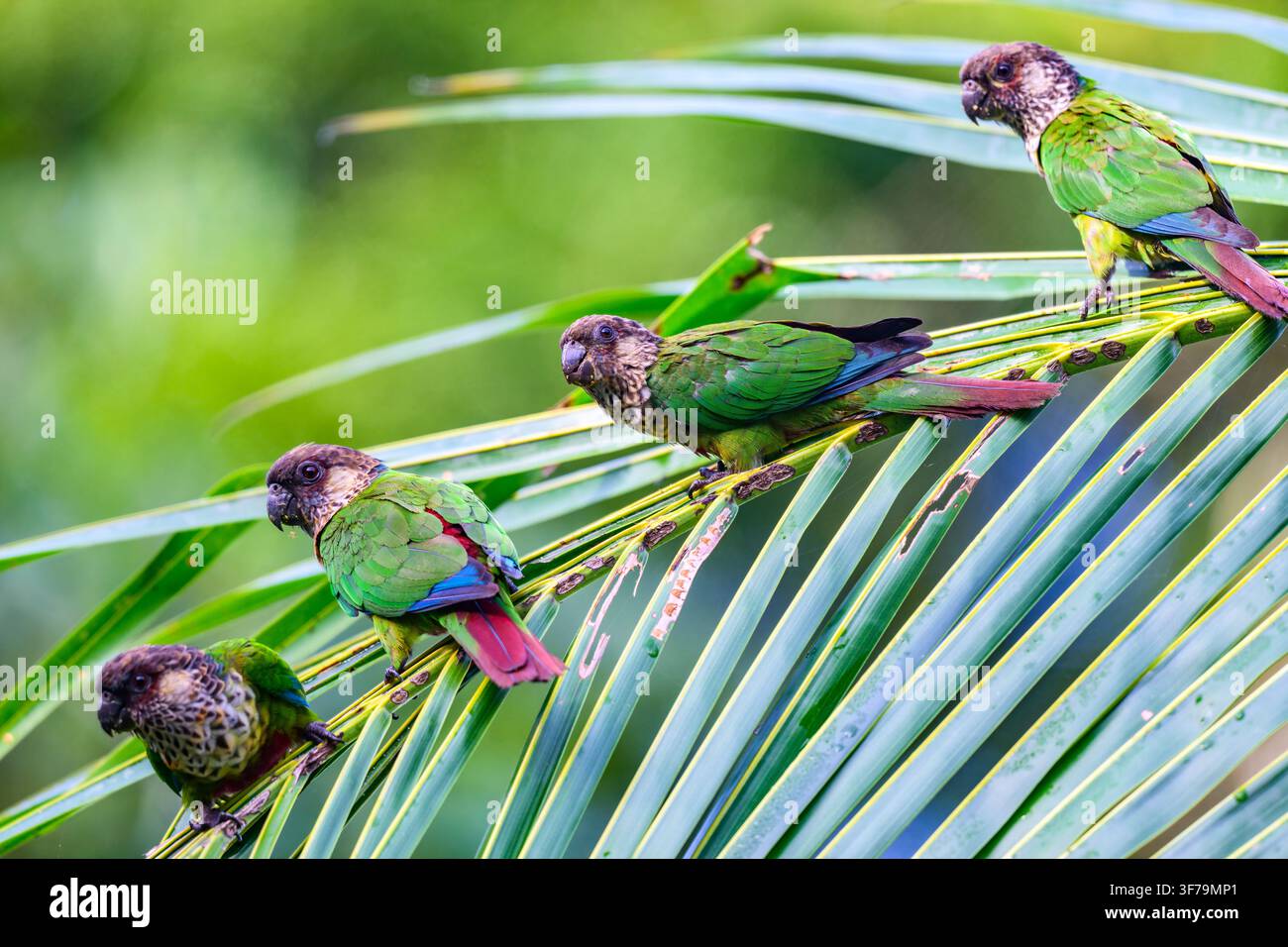 Diversi pappagallini di Santarém (Pyrrhura amazonum) appollaiati su una foglia di palma. Amazonas, Brasile. Foto Stock