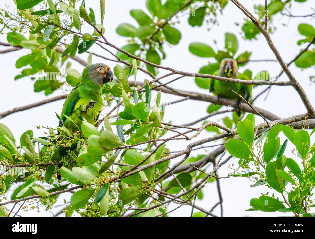 Una coppia di Parrocchetti dalla testa scura (Aratinga weddellii) che cerca cibo su un albero. Amazonas, Brasile. Foto Stock