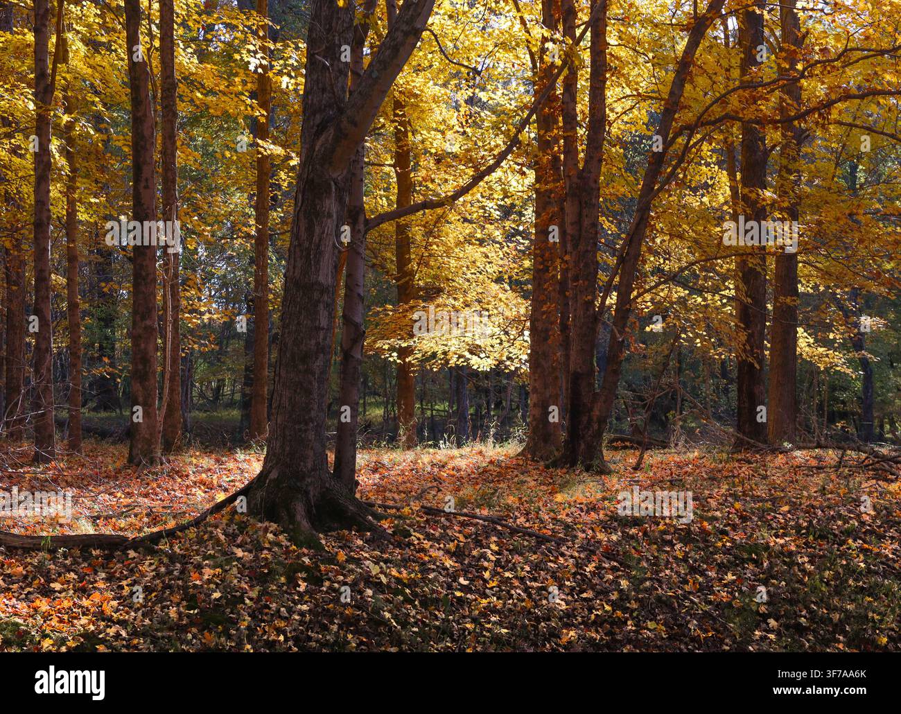 Luce dorata che filtra attraverso le foglie e il fogliame di un tappeto boscoso ricoperto di colori caduti in una splendida giornata autunnale. Foto Stock