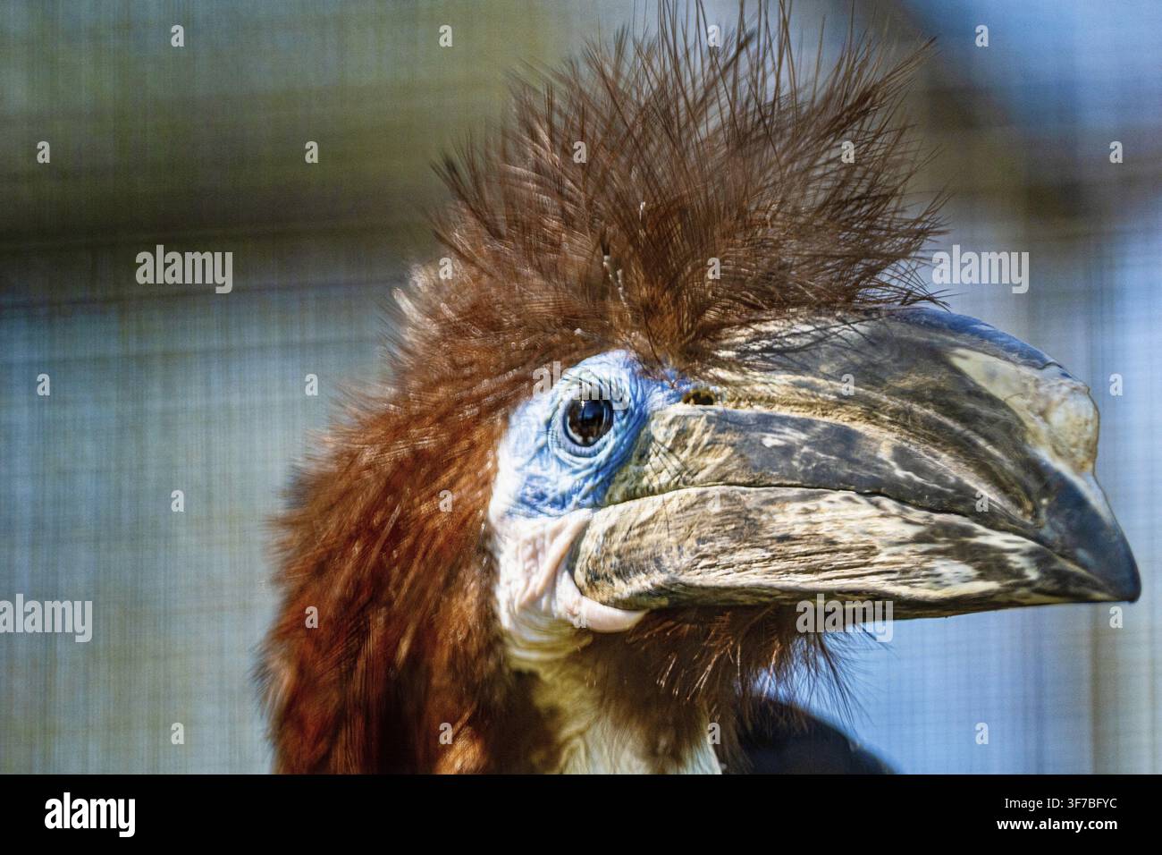 Casuario caschiato (Casuariidae) Foto Stock