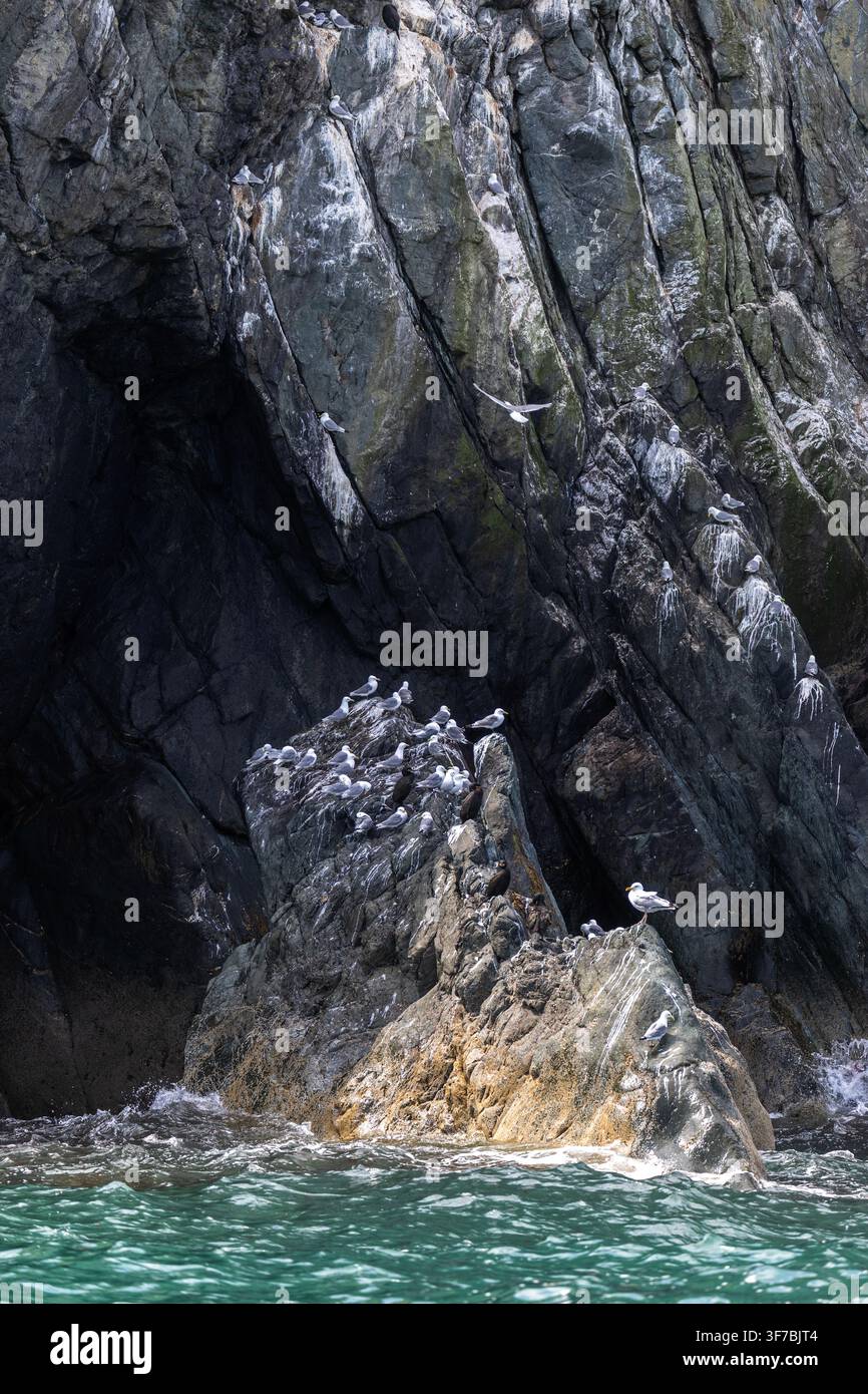 Uccelli marini, Bray Head, Contea di Wicklow, Irlanda Foto Stock