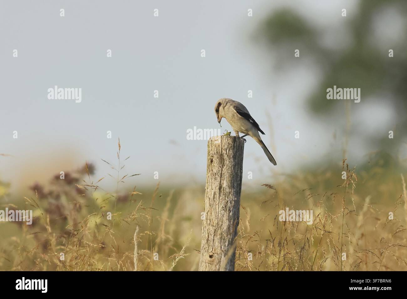 Passera predatrice, Lanius exubitor, seduta su un paletto con una cavalletta, Burbach Renania Settentrionale-Vestfalia Foto Stock