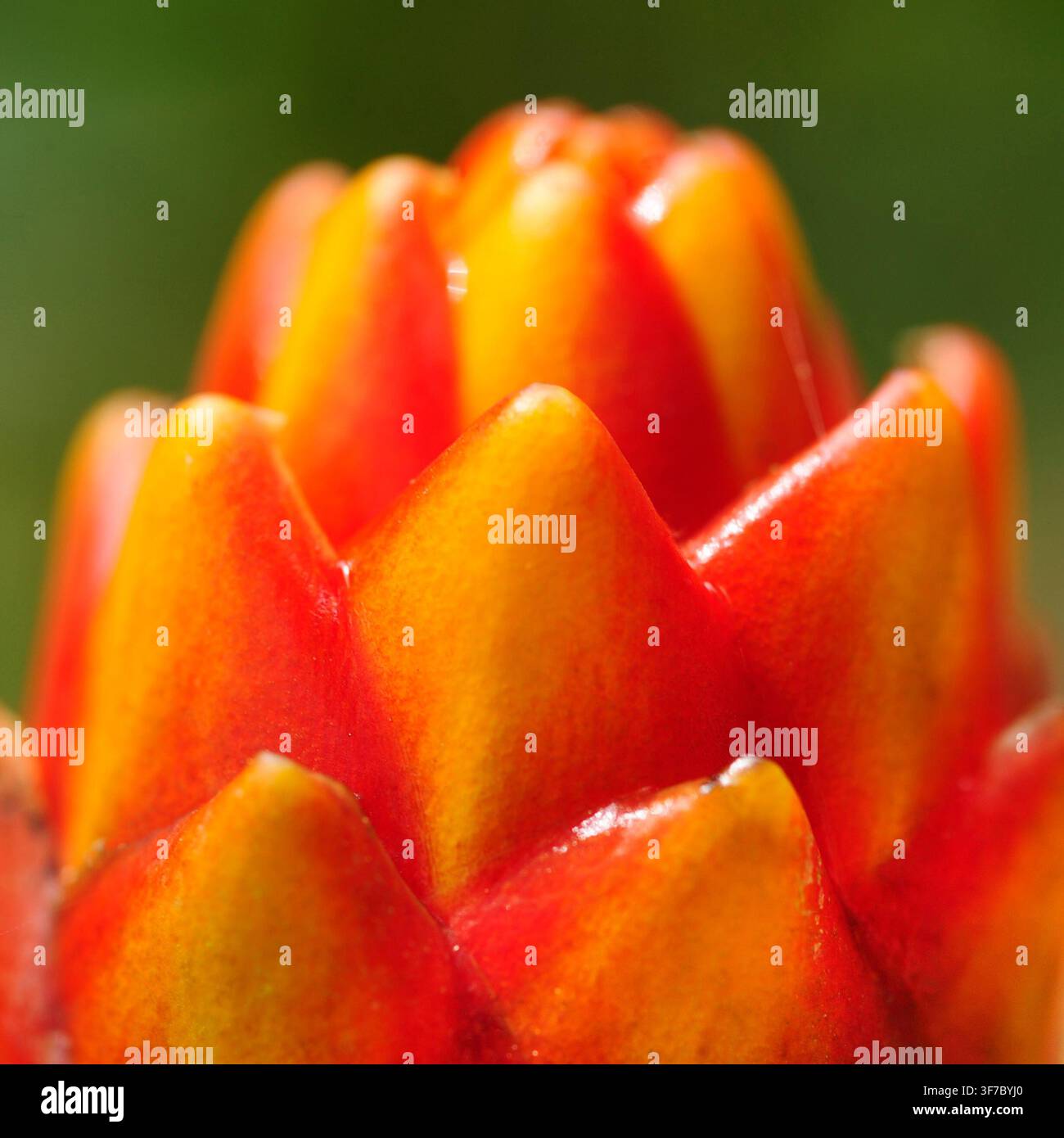 Le brattee arancioni e gialli vivaci della Guzmania conifera si avvolgono con grazia, assomigliando a un fiore in fiore. Foto Stock