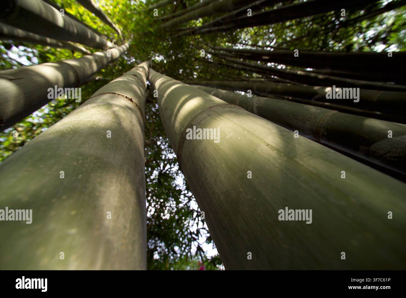 Prospettiva di foresta di bambù. Amatlán, Morelos, Messico Foto Stock