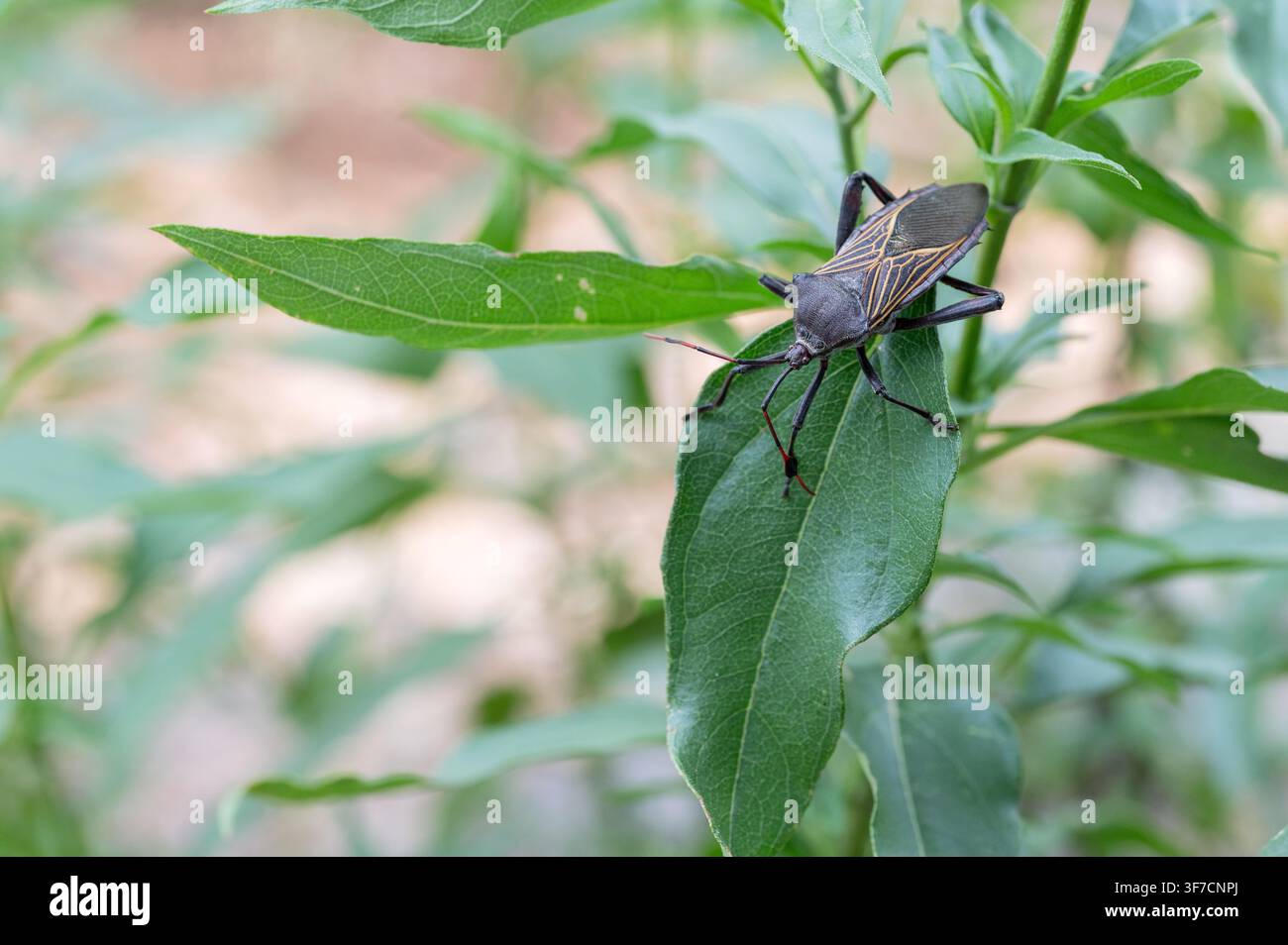 Cimice gigante del mesquite (Thasus neocalifornicus) Foto Stock