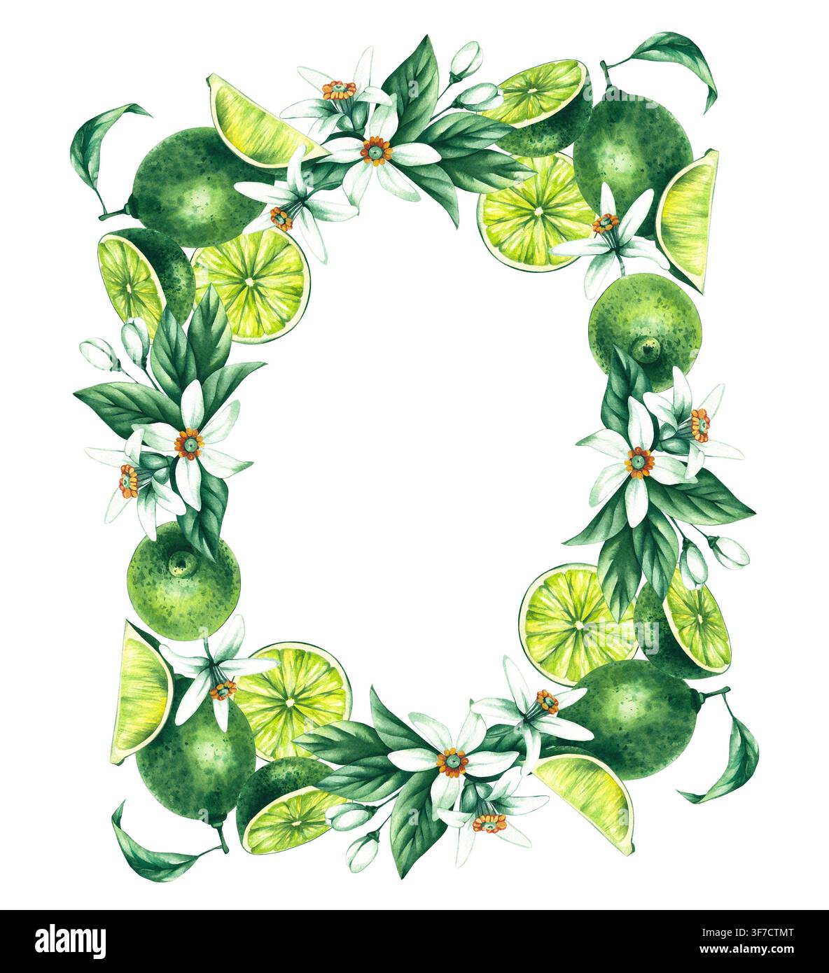 Corona di lime. Frutto tropicale degli agrumi disegnato a mano ad acquerello. Illustrazione dipinta a mano di lime. Frutto botanico di lime per inviti di matrimonio, festival o Foto Stock