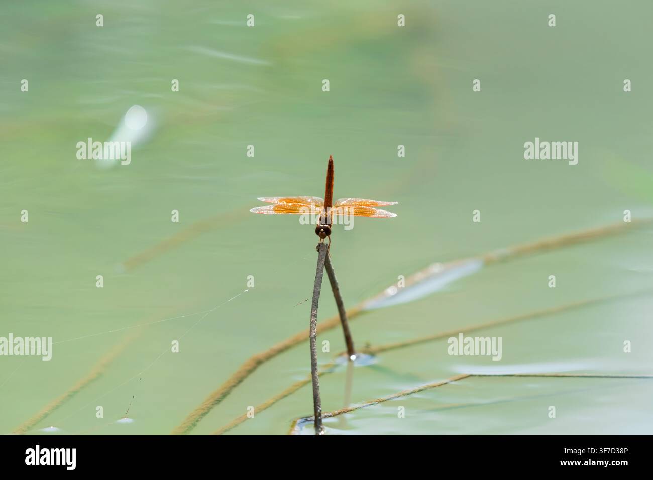 Libellula arancione appollaiata su uno stelo sottile sopra l'acqua calma di uno stagno verde, con ali delicate che brillano alla luce del sole e uno sfondo naturale morbido Foto Stock
