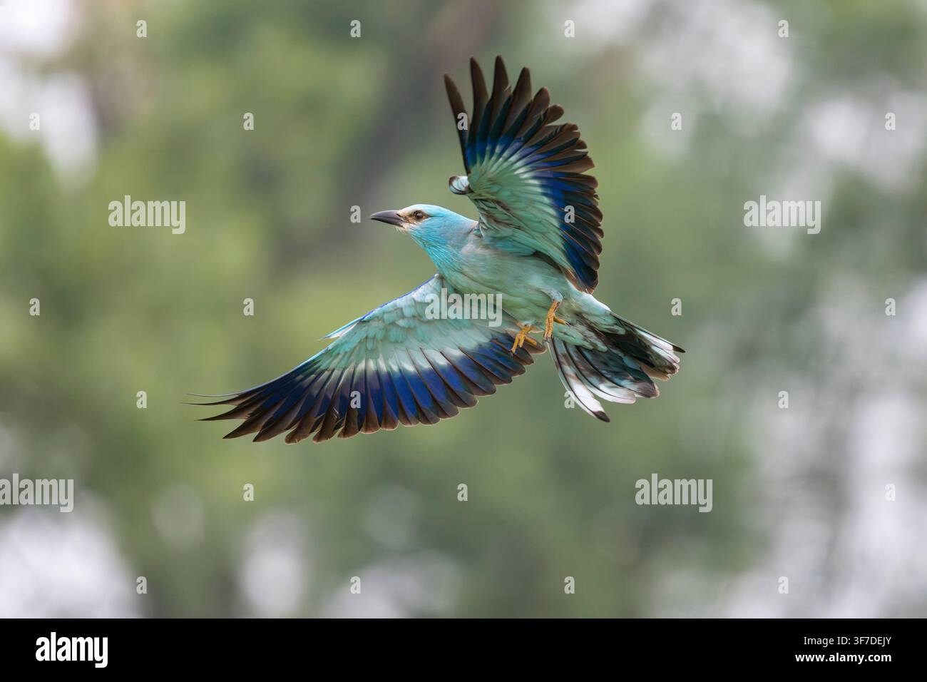 Rollo europeo, Coracias garrulus, in volo, Bulgaria Foto Stock