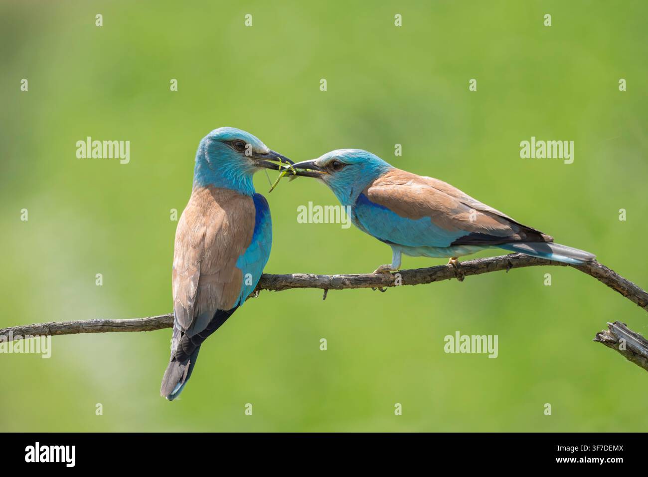 Coppia di Ghiandaia europea, Coracias garrulus, che passa cibo dal maschio alla femmina, Bulgaria Foto Stock
