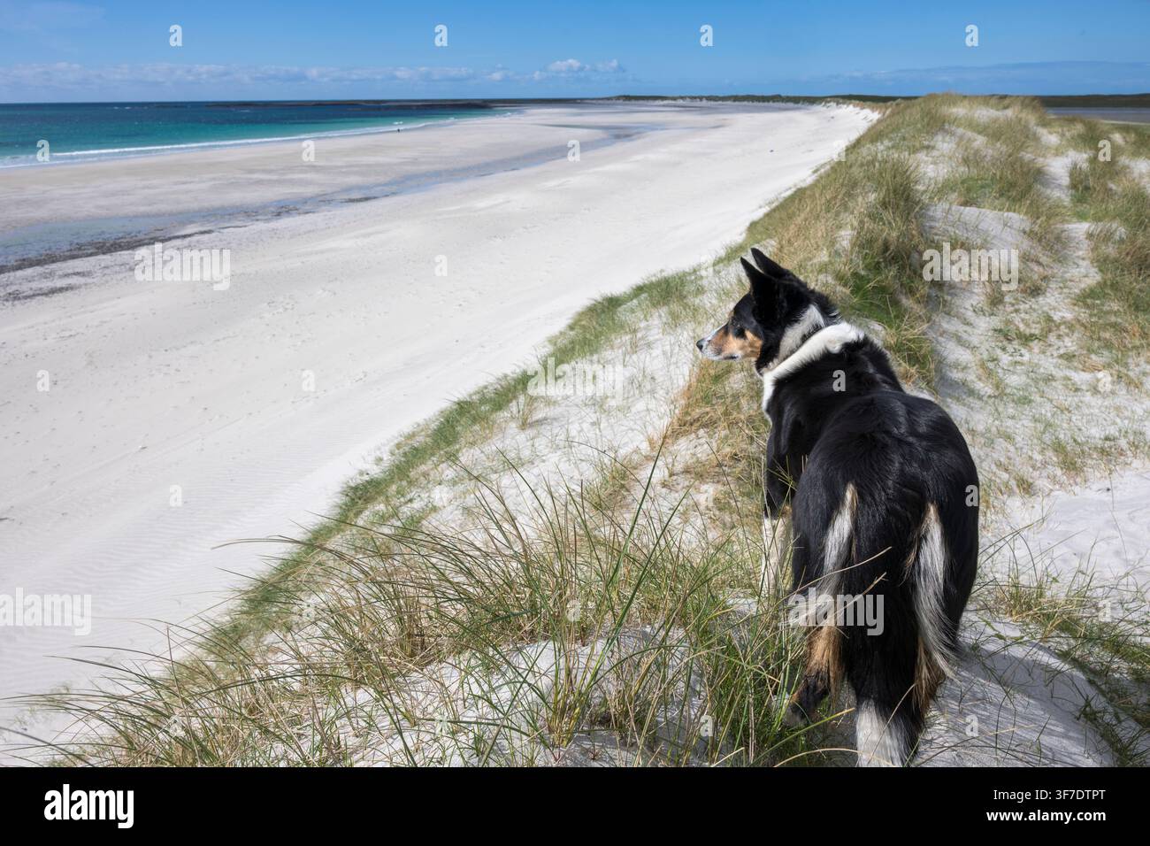 Cane Border Collie sulla spiaggia vicino a Rubha Aird a'Mhuile, Bornais, South Uist, Ebridi Esterne, Scozia Foto Stock