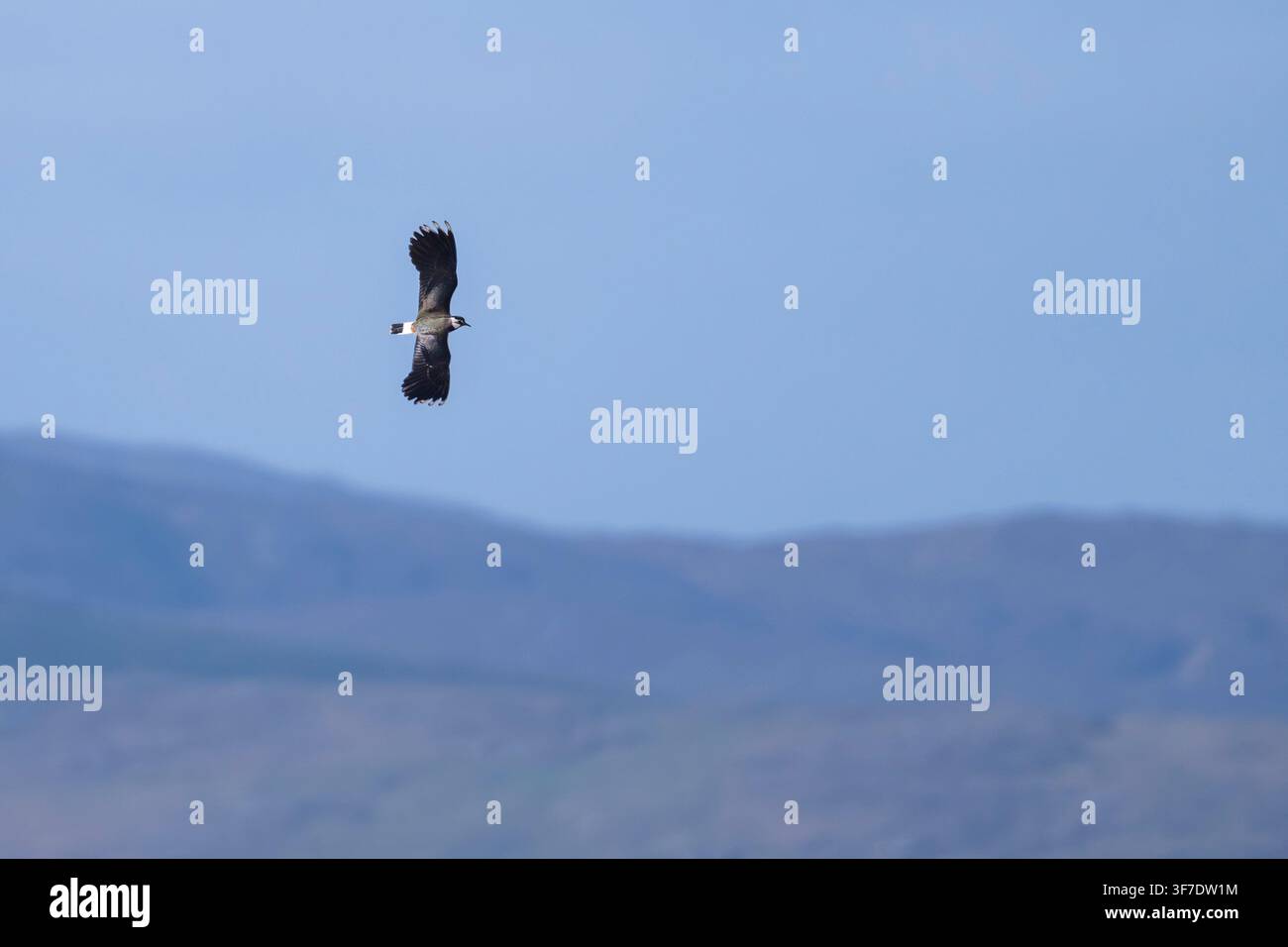 Chiovone in volo, South Uist, Ebridi Esterne, Scozia Foto Stock