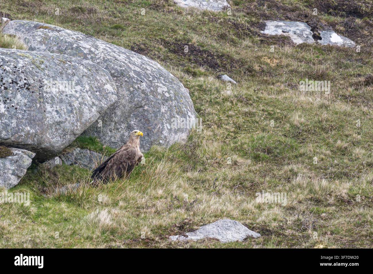 Aquila di mare dalla coda bianca, South Uist, Ebridi Esterne, Scozia Foto Stock