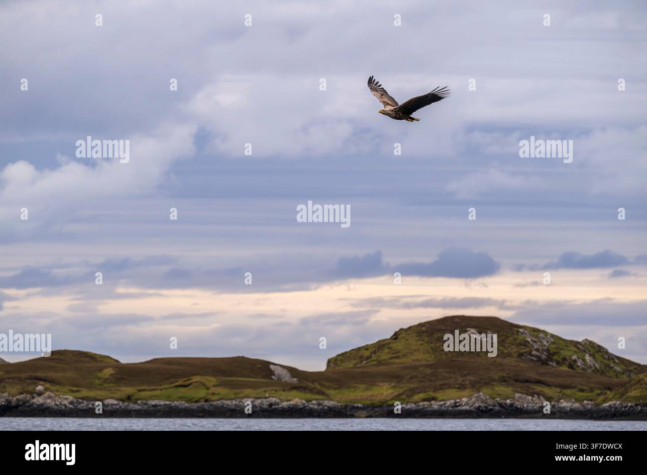 Aquila di mare dalla coda bianca in volo, North Uist, Ebridi Esterne, Scozia Foto Stock