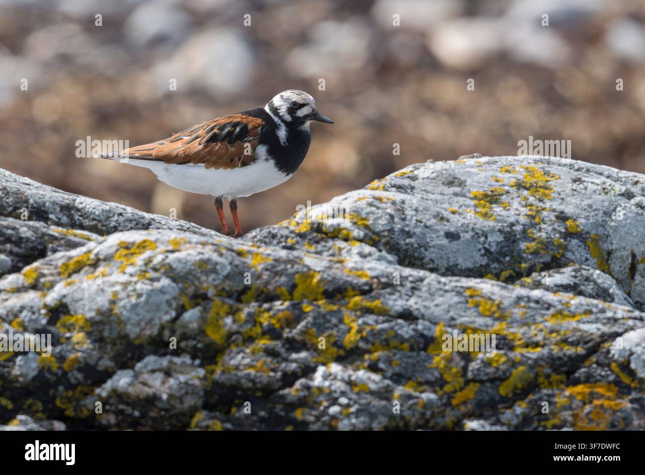 Piedigallo, Benbecula, Ebridi Esterne, Scozia Foto Stock