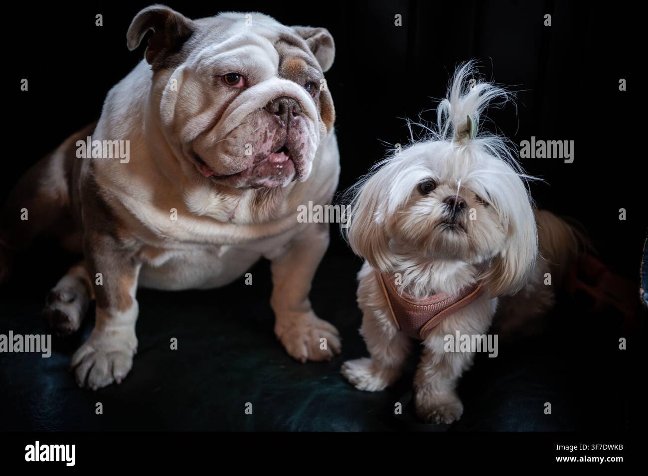 Un bulldog e uno Shih-Tzu posano magnificamente in uno scatto fortunato al pub Foto Stock