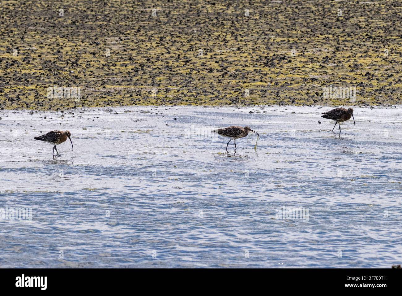 Beccaccini (Numenius arquata) alla ricerca di cibo nelle paludi di Rosscarbery, West Cork, Irlanda. Foto Stock