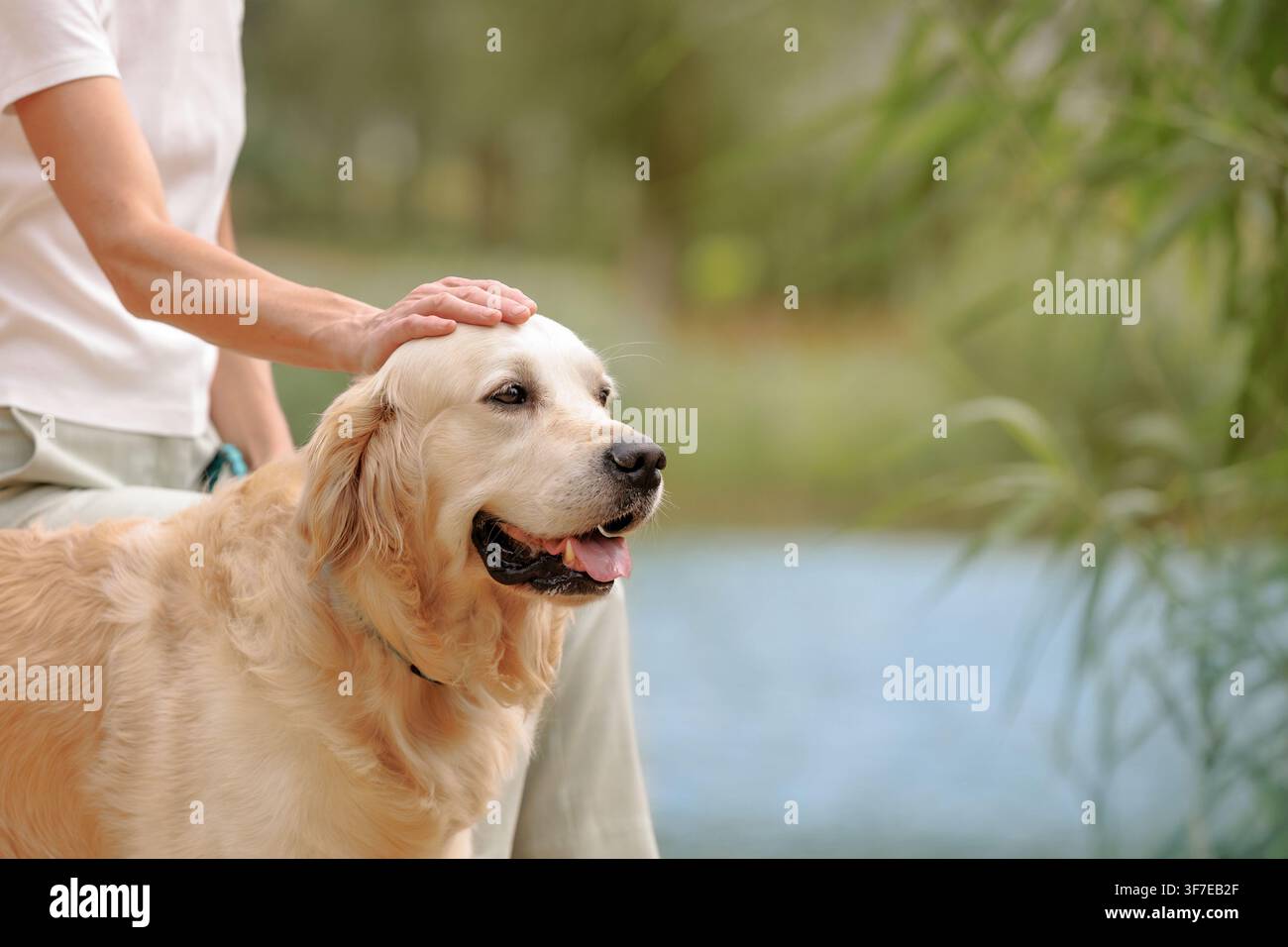 Donna che accarezza dolcemente un Golden Retriever all'aperto, esprimendo affetto, fiducia e compagnia, interazione pacifica tra uomo e animale con spazio per il testo. Foto Stock