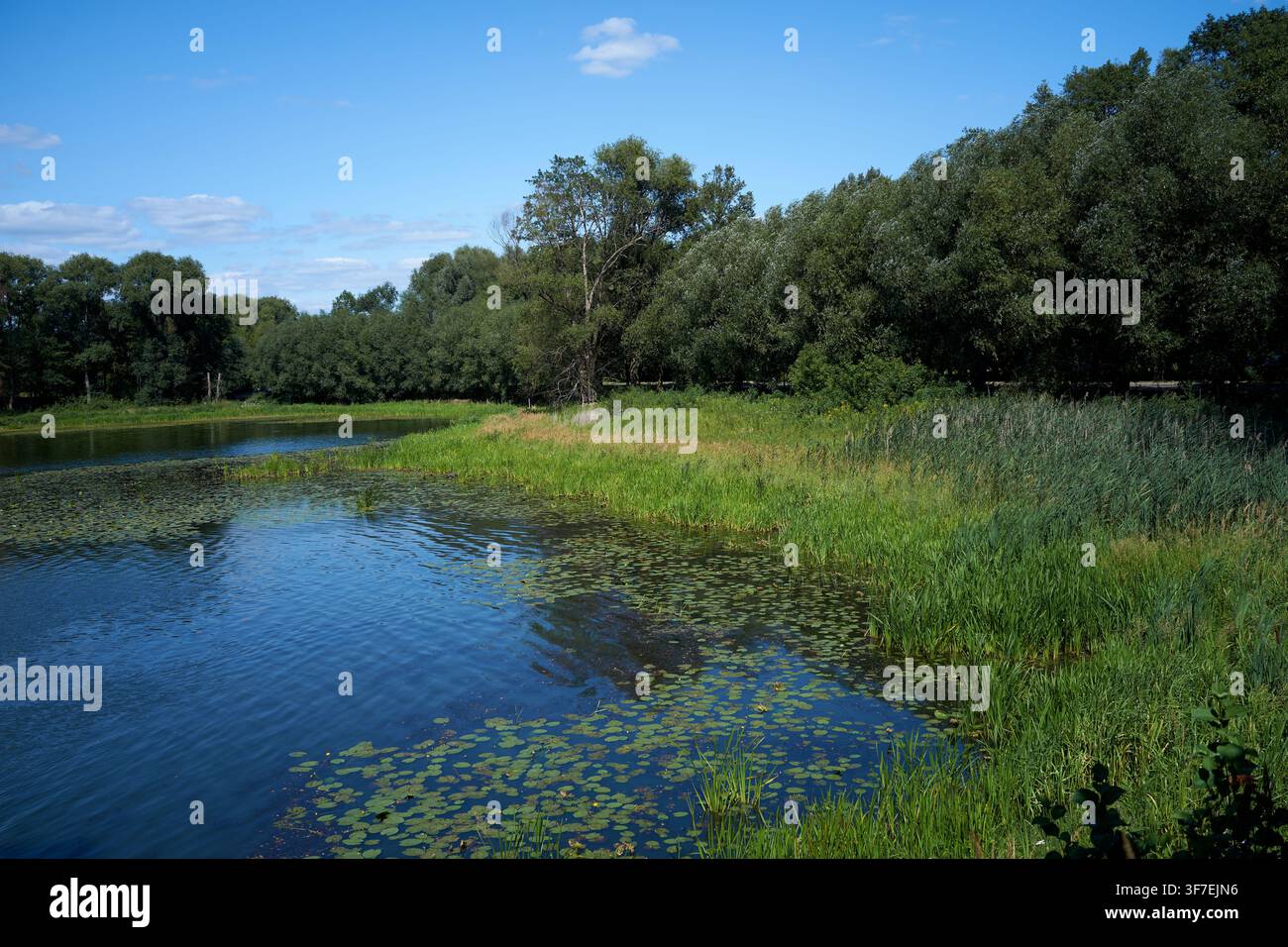 Lago calmo riflette il cielo azzurro e le nuvole soffici. Erbe verdi rigogliose costeggiano il bordo dell'acqua. Alberi fitti si ergono dietro la riva. Le foglie di ninfea galleggiano dolcemente Foto Stock