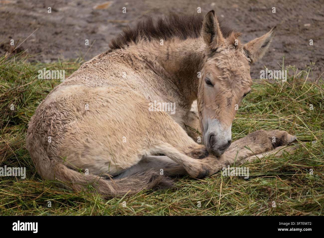 Fusto di cavallo di Przewalski (Equus caballus przewalskii) sdraiato a terra, animale della famiglia degli Equidi, regione natale: Mongolia occidentale. Foto Stock