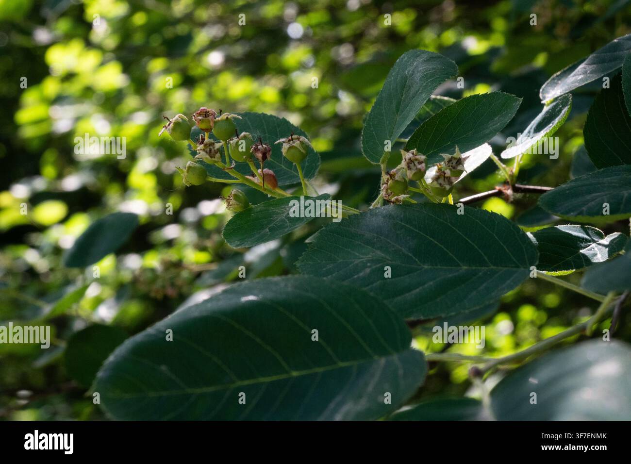 Prima piano orizzontale di un ramo di serviceberry con piccole bacche verdi, foglie verde scuro e piccoli boccioli. Ottimo per la fotografia botanica, testo natura Foto Stock