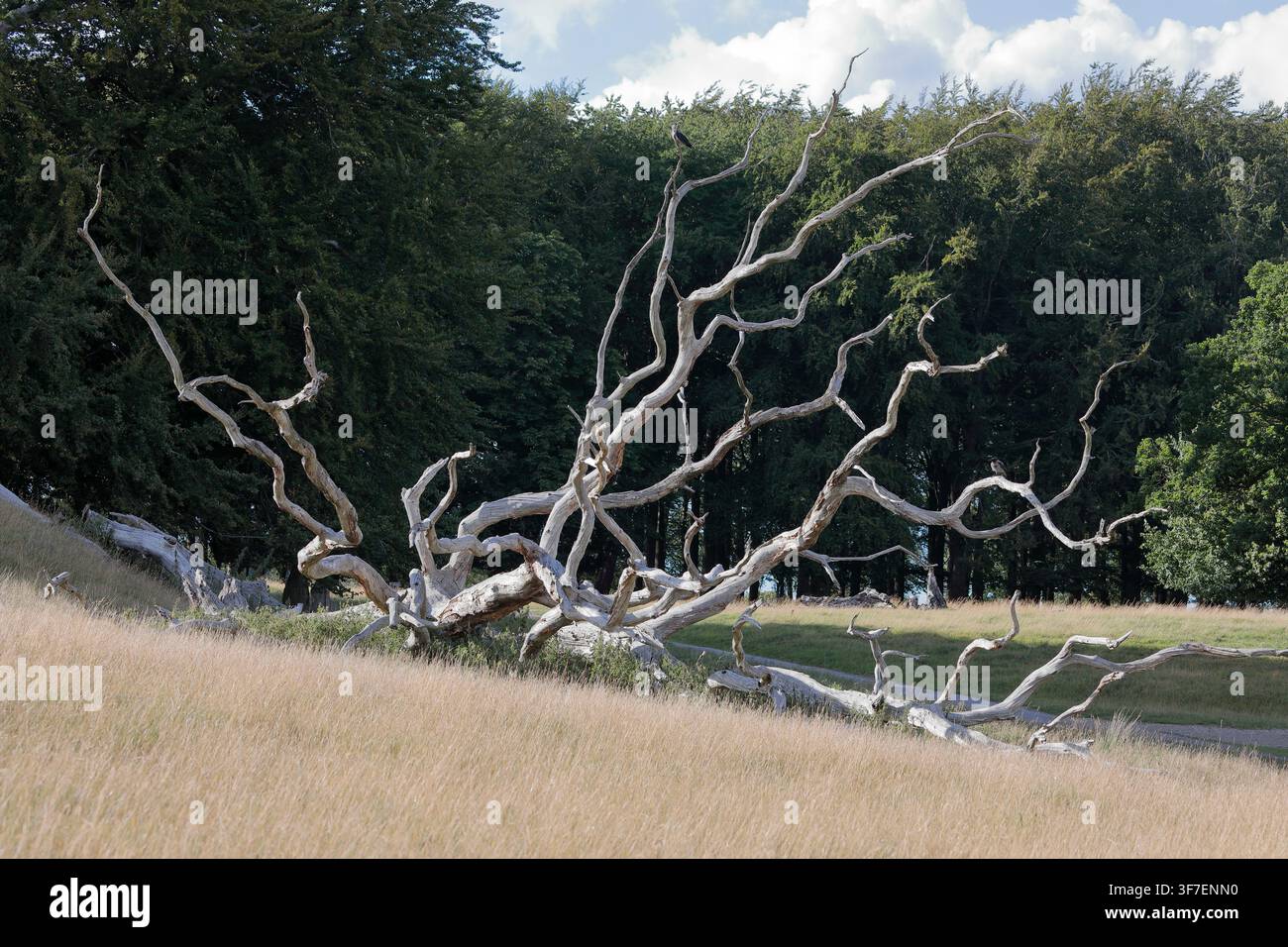 Un albero caduto, con tre corvi incappucciati (Corvus corone cornix) appollaiati sui suoi rami, in un campo di erba alta e marrone con alberi sullo sfondo Foto Stock