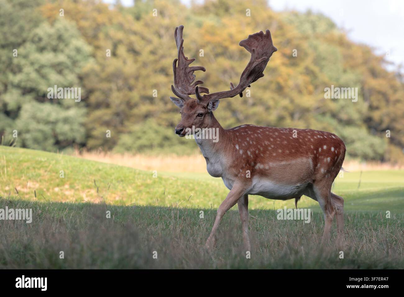 Un cervo dama (dama dama) con grandi corna che corre sull'erba da destra a sinistra con alberi sullo sfondo Foto Stock