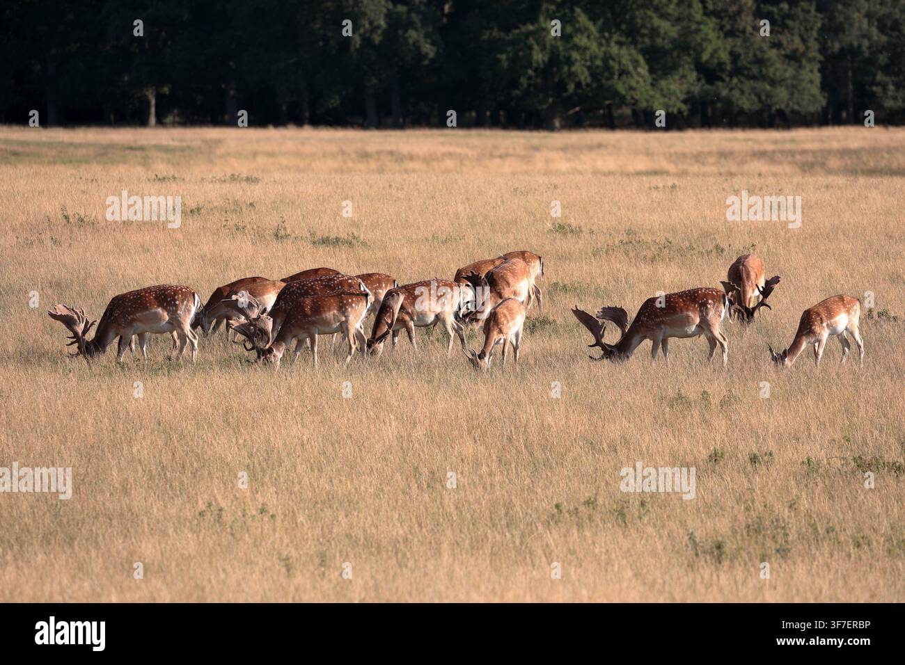 Un grande mandria di cervi dama (dama dama) che pascola su erba lunga e marrone in un grande campo con alberi sullo sfondo Foto Stock
