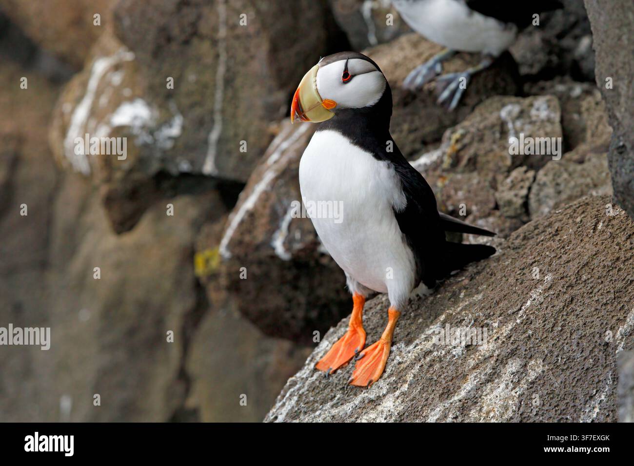Cornuto puffin Foto Stock