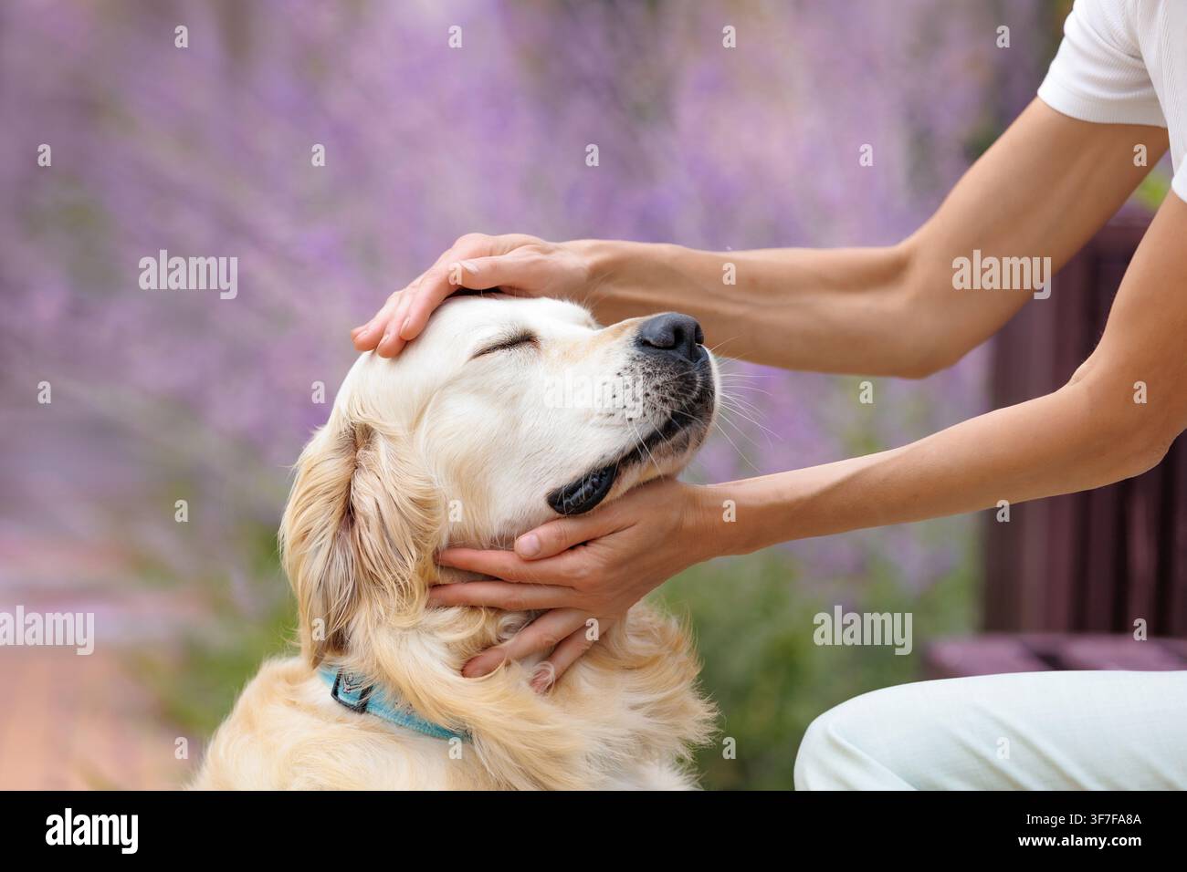 Donna che accarezza dolcemente un Golden Retriever, cane rilassato e felice che gode di un tocco umano affettuoso, fiducia, compagnia, connessione emotiva, gentilezza Foto Stock