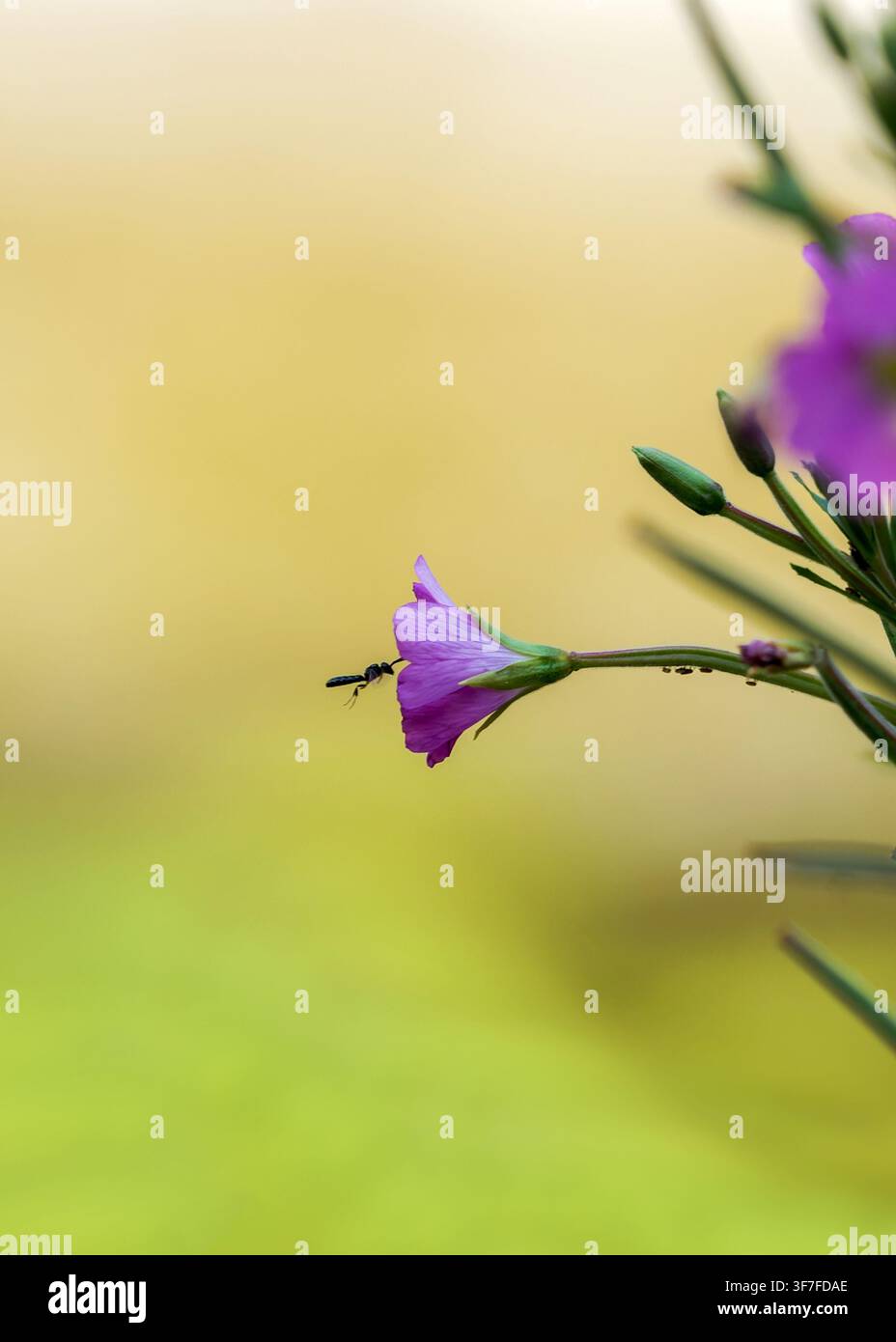 Piccolo insetto che volteggia vicino a un fiore viola in una luce soffusa Foto Stock