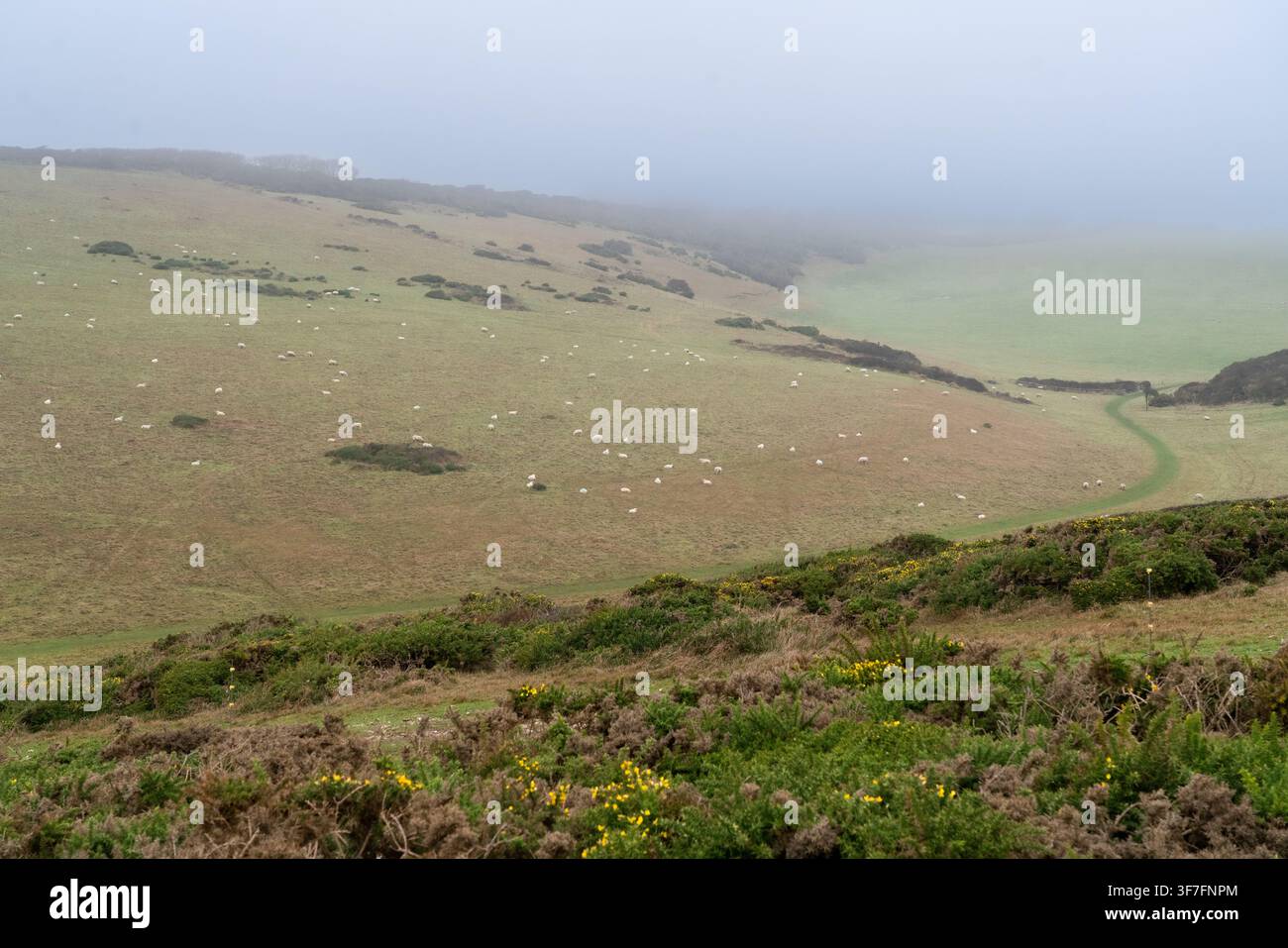 Peccati pascolano tranquillamente sulle colline nebbiose e ondulate delle Seven Sisters, un famoso luogo di scogliere di gesso nelle South Downs, East Sussex. Foto Stock