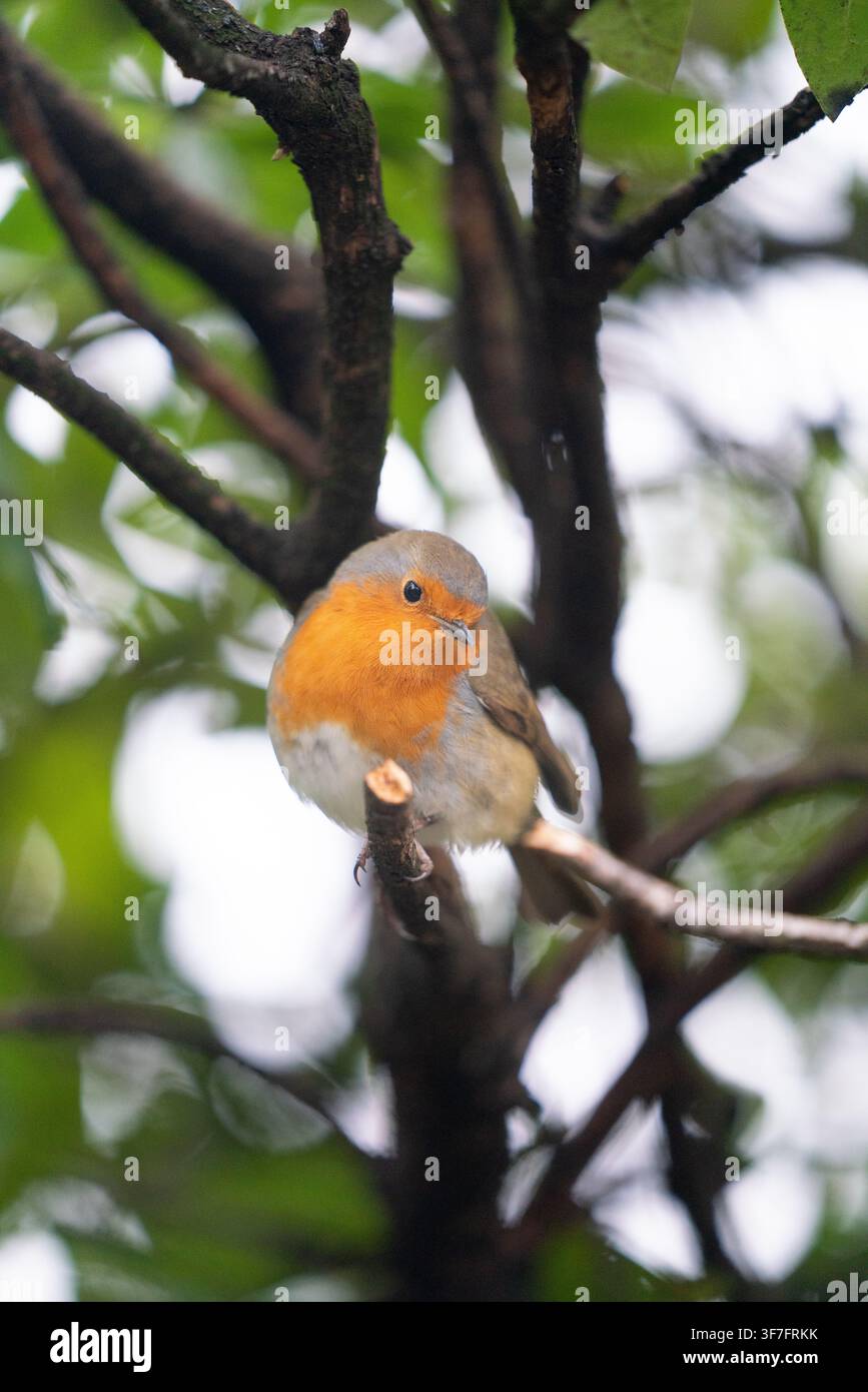 Un pettirosso europeo si riposa su un ramo a Bromley Park, nel Kent, fermandosi per osservare i dintorni e cercare cibo nella chioma della foresta autoctona. Foto Stock