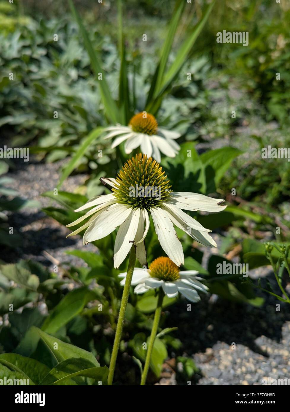 Fiore di cono bianco in fiore, in giardino all'aperto, con fiori di cono bianchi, foglie verdi, da una prospettiva ravvicinata, con accenti bianchi e gialli, e sereno Foto Stock