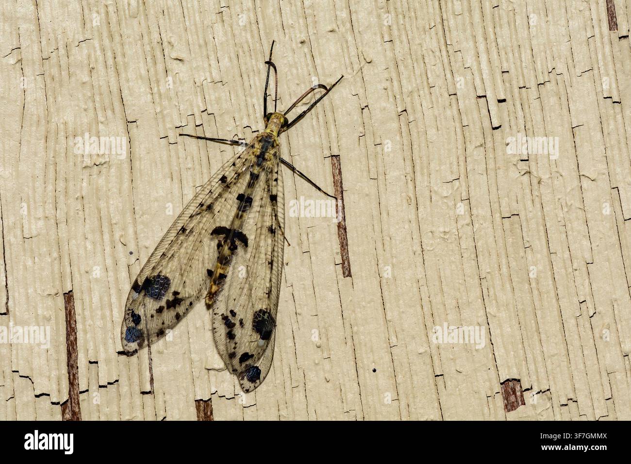 Mirmeleone orientale dalle ali maculate - Dendroleon obsoletus Foto Stock