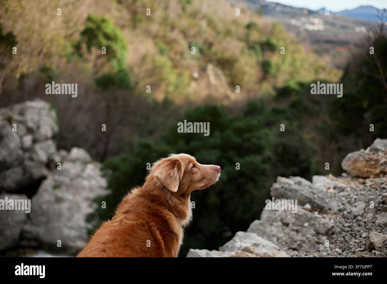 Un Nova Scotia Duck Tolling Retriever guarda attraverso un paesaggio di canyon roccioso durante un viaggio all'aperto. Atmosfera di avventura e escursione con montagne scenografiche Foto Stock