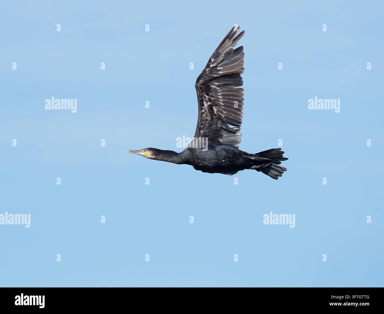Il numero dei cormorani aumenta con l'avanzare dell'estate in un posatoio lontano dai nidi, questi uccelli si disperdono ogni mattina verso le acque di pesca. Foto Stock