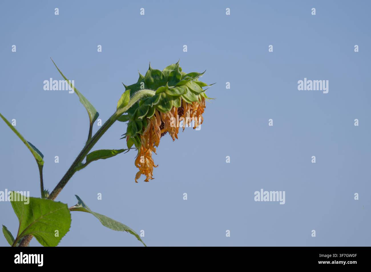 Girasole maturo appassito (Helianthus annuus) che mostra la naturale fine della fioritura Foto Stock